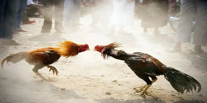 Đề về 86 hôm sau đánh con gì? Cách giải mã con số may mắn